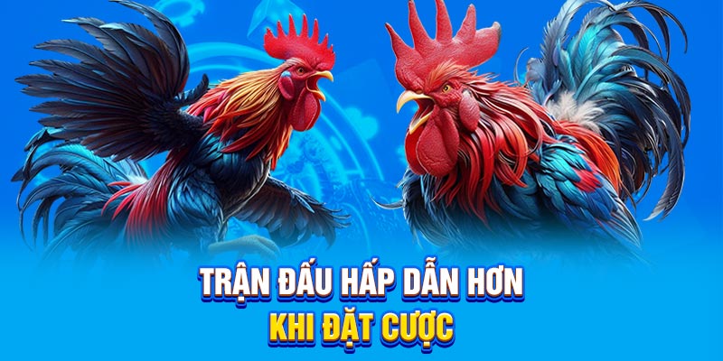 Trận đấu hấp dẫn hơn khi đặt cược