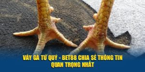 Vảy Gà Tứ Quý - BET88 Chia Sẻ Thông Tin Quan Trọng Nhất