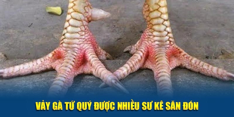 Vảy gà Tứ Quý được nhiều sư kê săn đón