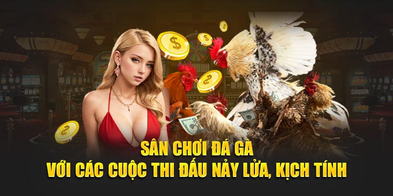 Sân chơi đá gà với các cuộc thi đấu nảy lửa, kịch tính