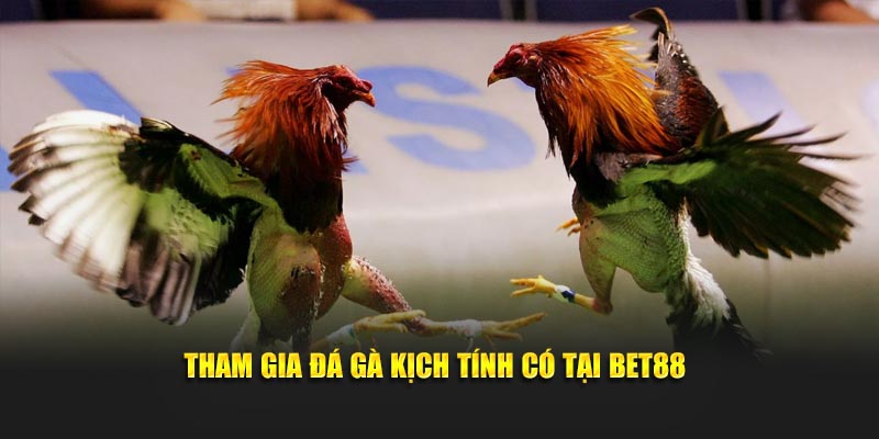 Sảnh cược bet88 đá gà trực tuyến được ưa chuộng nhất hiện nay